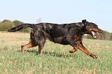 BEAUCERON 157